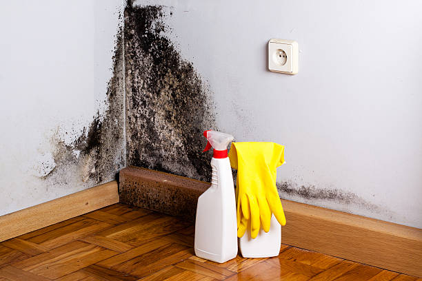 Best Black Mold Remediation in Kentland, IN